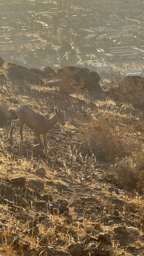Bighorn Sheep