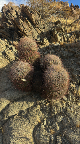 California Barrel Cactus