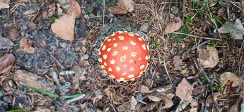 Fly Agaric