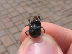 Onthophagus taurus