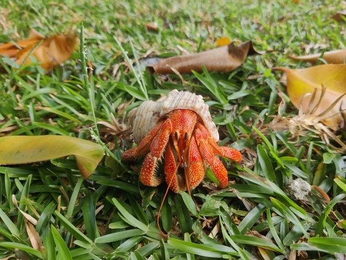 Strawberry Hermit Crab