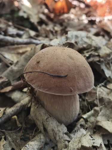 Summer Bolete