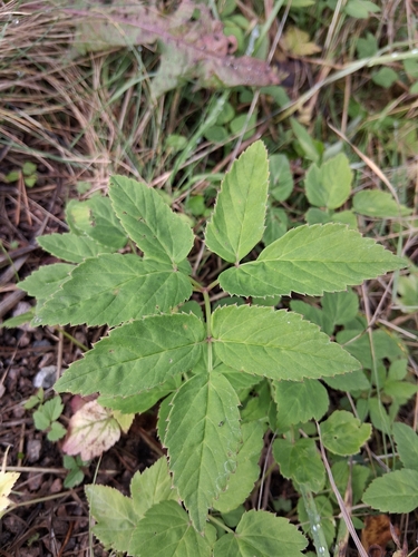 Goutweed