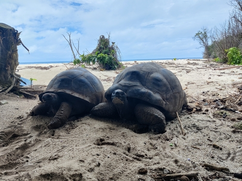 Aldabra Giant Tortoise