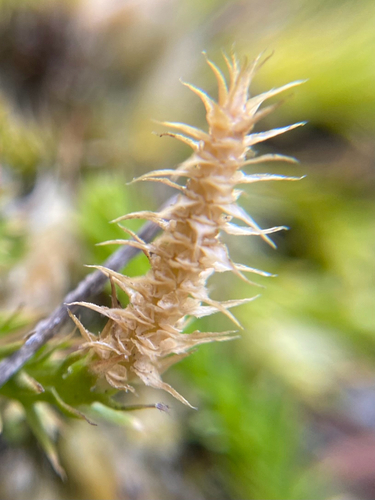Brownseya serpentina, 2026-09-26
