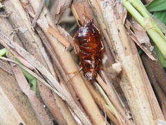 Opisthoplatia orientalis