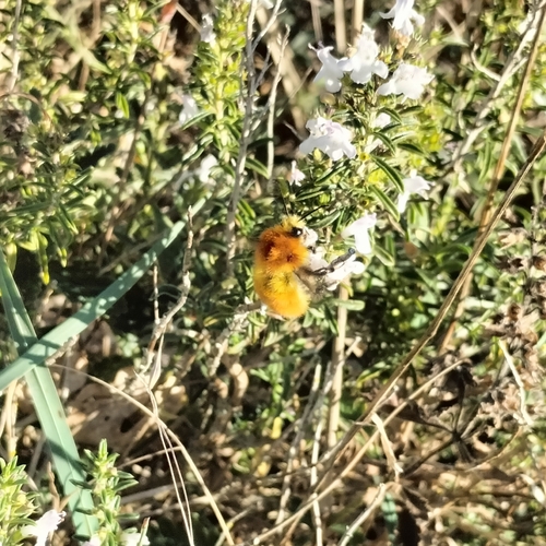 Common Carder Bumble Bee