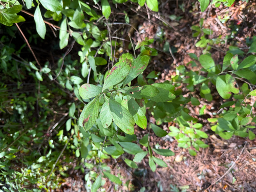 Gaylussacia frondosa, 2026-09-29