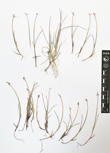 few-flowered sedge