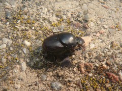 Onthophagus taurus