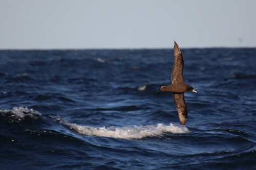 iNaturalist image
