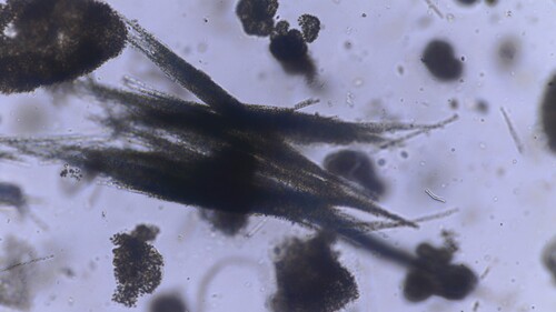 Aphanizomenon flosaquae observed 2026-09-29