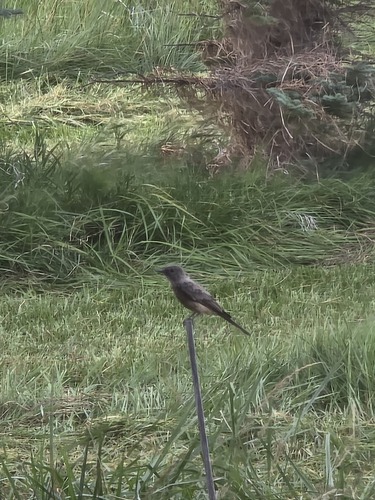 Say's Phoebe