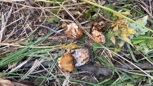 iNaturalist observation photo of Common Gilled Mushrooms and Allies