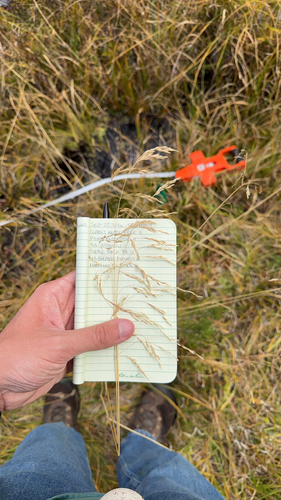 iNaturalist observation photo of tufted hair grass