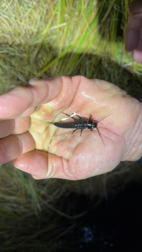 iNaturalist observation photo of Giant Stoneflies and Salmonflies
