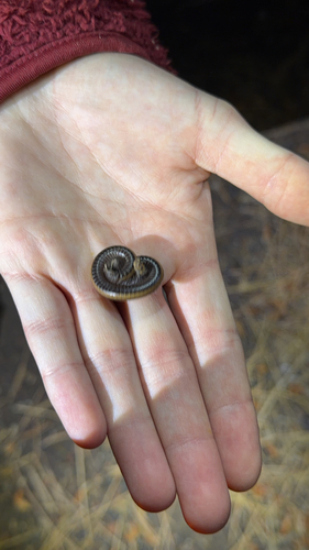 iNaturalist observation photo of Yosemite Millipede