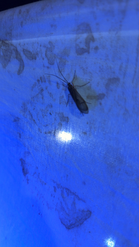 iNaturalist observation photo of Dicosmoecus gilvipes