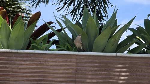 Chalk-browed Mockingbird