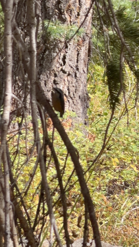 iNaturalist observation photo of Red-breasted Nuthatch