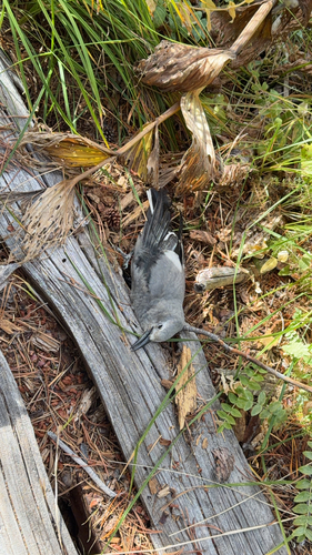 iNaturalist observation photo of Clark's Nutcracker