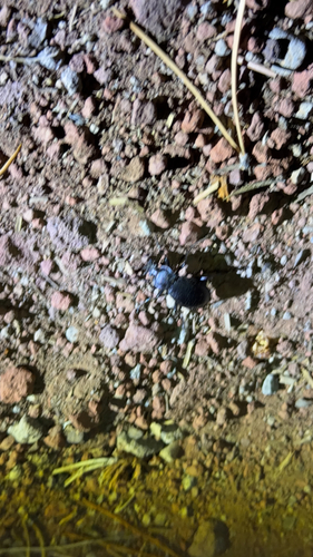 iNaturalist observation photo of Calosoma luxatum