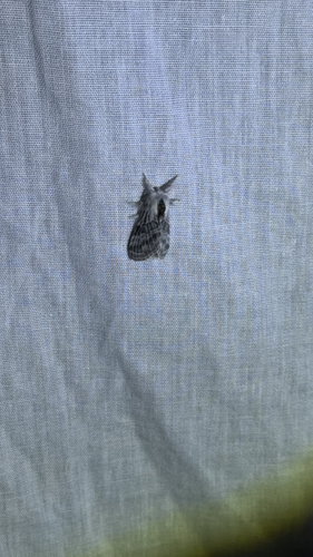 iNaturalist observation photo of Tolype distincta