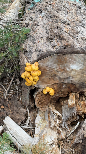 iNaturalist observation photo of Golden Pholiota