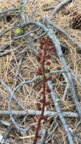 iNaturalist observation photo of woodland pinedrops