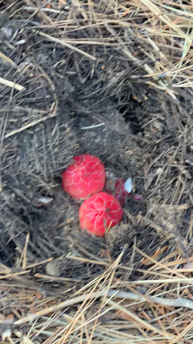iNaturalist observation photo of Snowplant