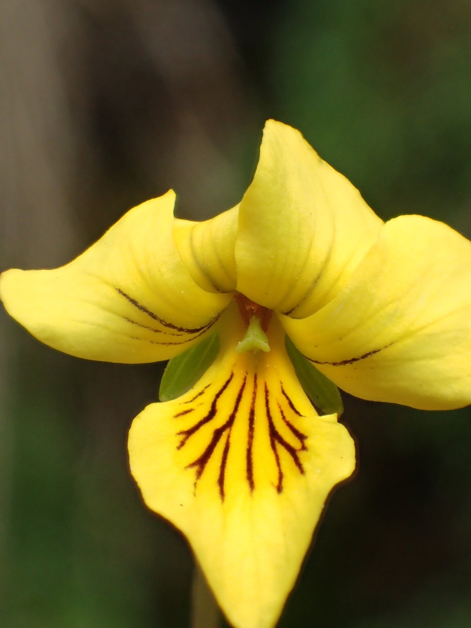 Viola biflora