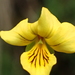 Viola biflora - Photo no hay derechos reservados, subido por 葉子