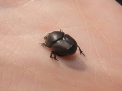 Onthophagus taurus