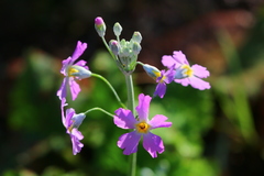 Primula malacoides