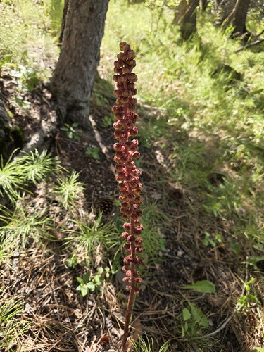 woodland pinedrops