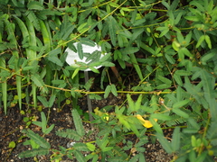 Encephalartos trispinosus