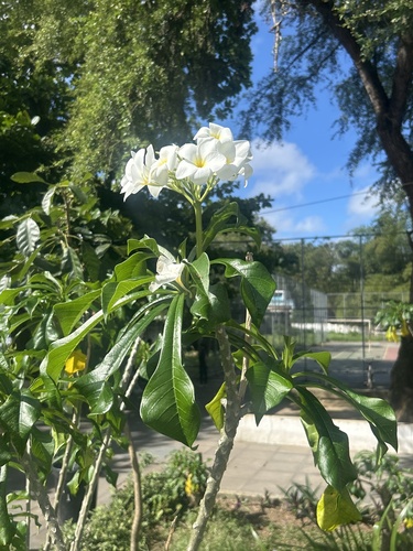 Hammerleaf Frangipani