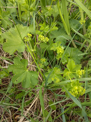 Alchemilla subcrenata