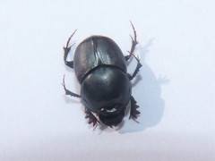 Onthophagus taurus