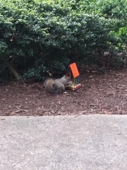 Sciurus carolinensis