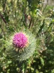 Cirsium brevistylum