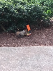 Sciurus carolinensis