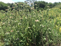 Cirsium brevistylum