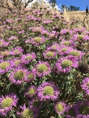 Monardella sheltonii