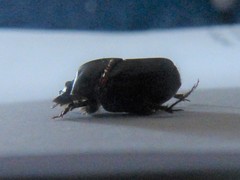Onthophagus taurus