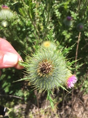 Cirsium brevistylum