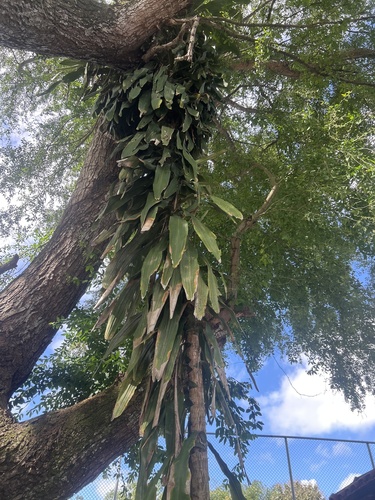 cornstalk dracaena