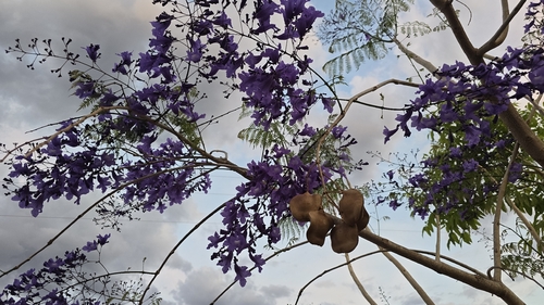 Jacaranda brasiliana, 2026-09-26