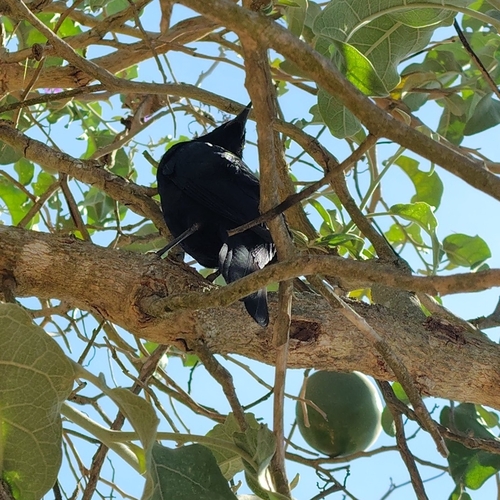Chopí Blackbird