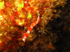 Coryphella